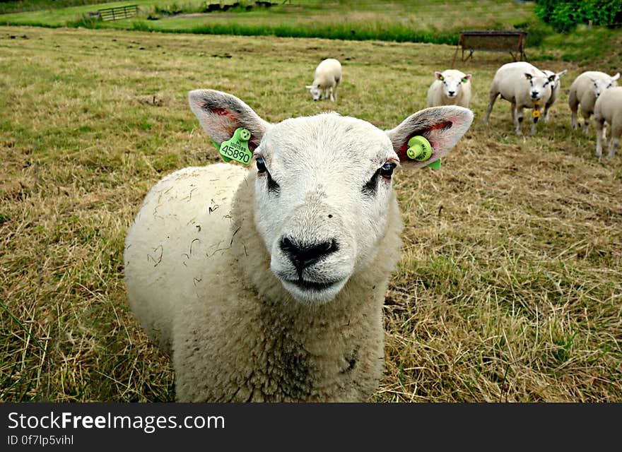 PUBLIC DOMAIN DEDICATION - digionbew 9. 19-06-16 - Sheep in the meadow LOW RES DSC01228