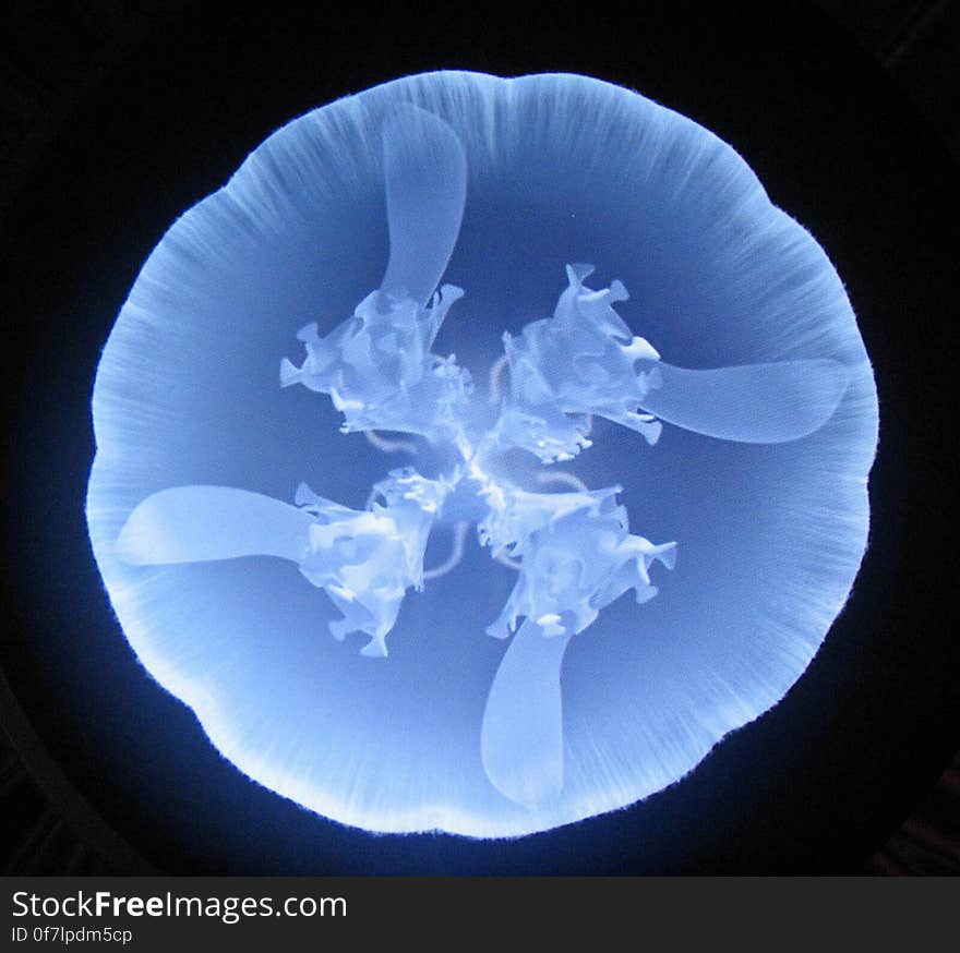 moon jelly