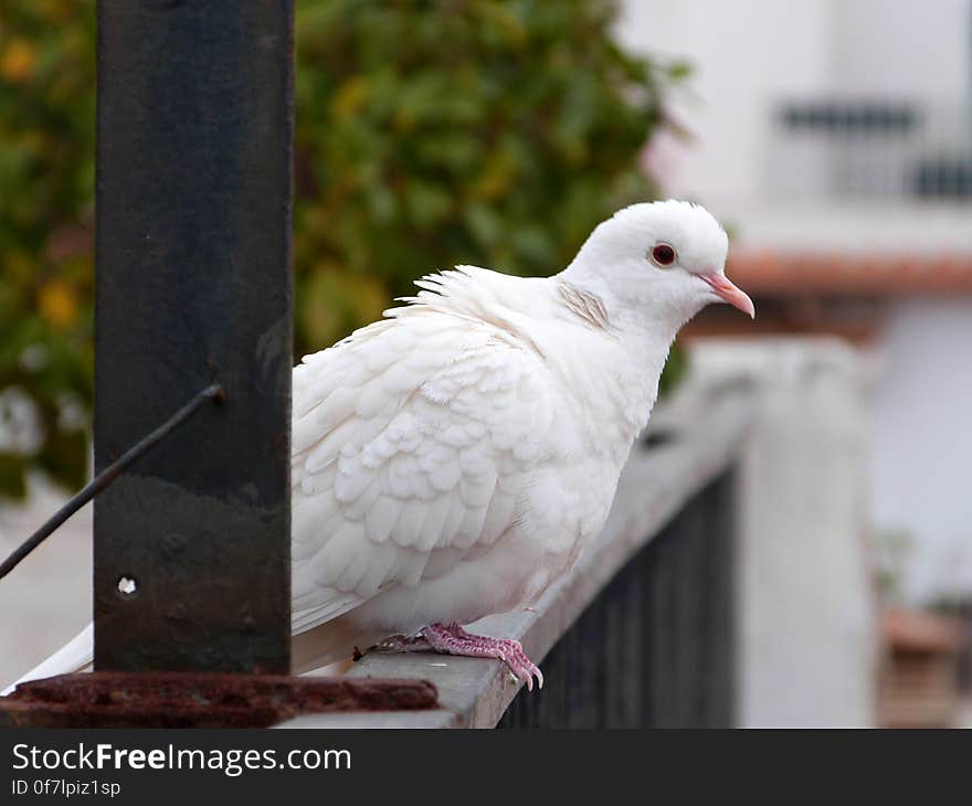 This sweet baby has been visiting my balcony every morning for the past few days now, cooing for attention... She/he seems quite sickly and lost. I can get close without it moving, but not touch it. I think it might be someone&#x27;s escaped pet, as it&#x27;s quite friendly and clean for a city bird. Been feeding it some grain, not sure what else I can do. This sweet baby has been visiting my balcony every morning for the past few days now, cooing for attention... She/he seems quite sickly and lost. I can get close without it moving, but not touch it. I think it might be someone&#x27;s escaped pet, as it&#x27;s quite friendly and clean for a city bird. Been feeding it some grain, not sure what else I can do.