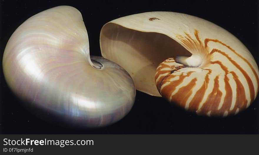 chambered nautilus shells