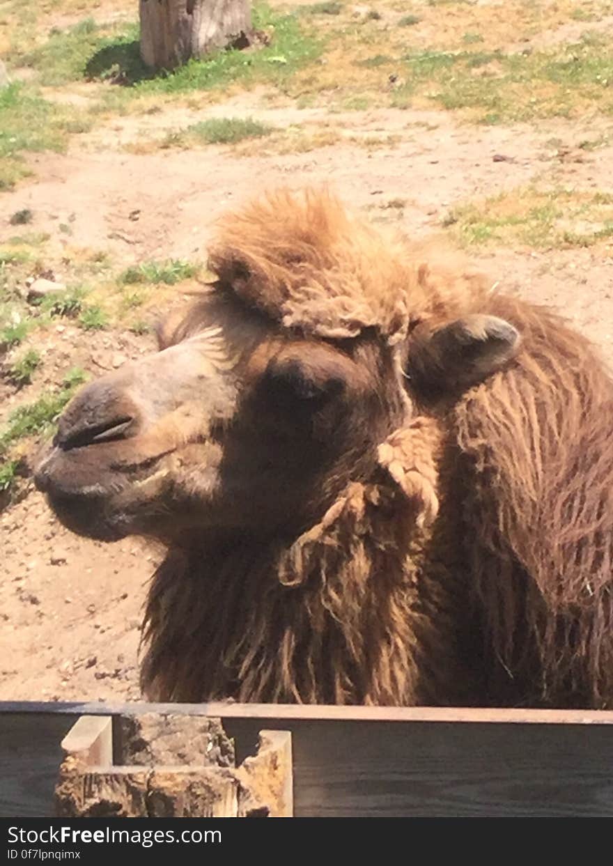 Bactrian Camel. Bactrian Camel