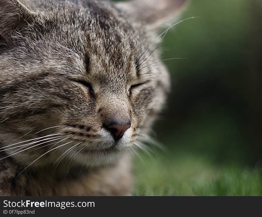 Head, Cat, Eye, Felidae, Carnivore, Whiskers