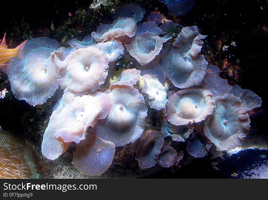 undersea mushrooms