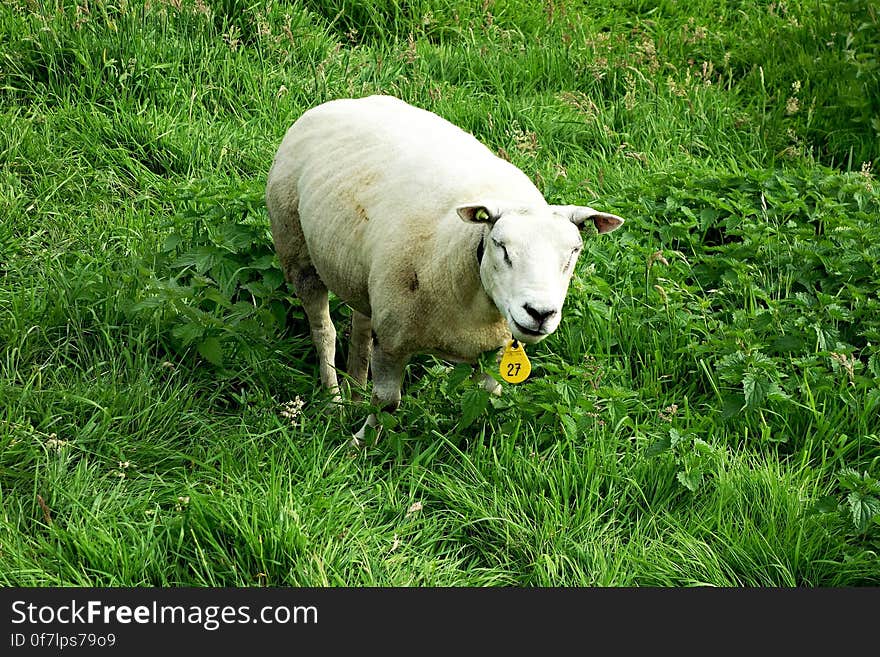 PUBLIC DOMAIN DEDICATION - pixabay - digionbew 11. 06-07-16 Winking Sheep LOW RES DSC04469