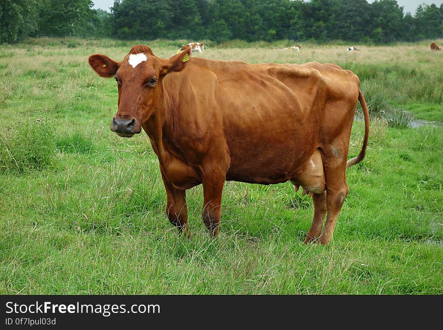 PUBLIC DOMAIN DEDICATION digionbew 9. june 21-06-16 Cow in the meadow LOW RES DSC01872