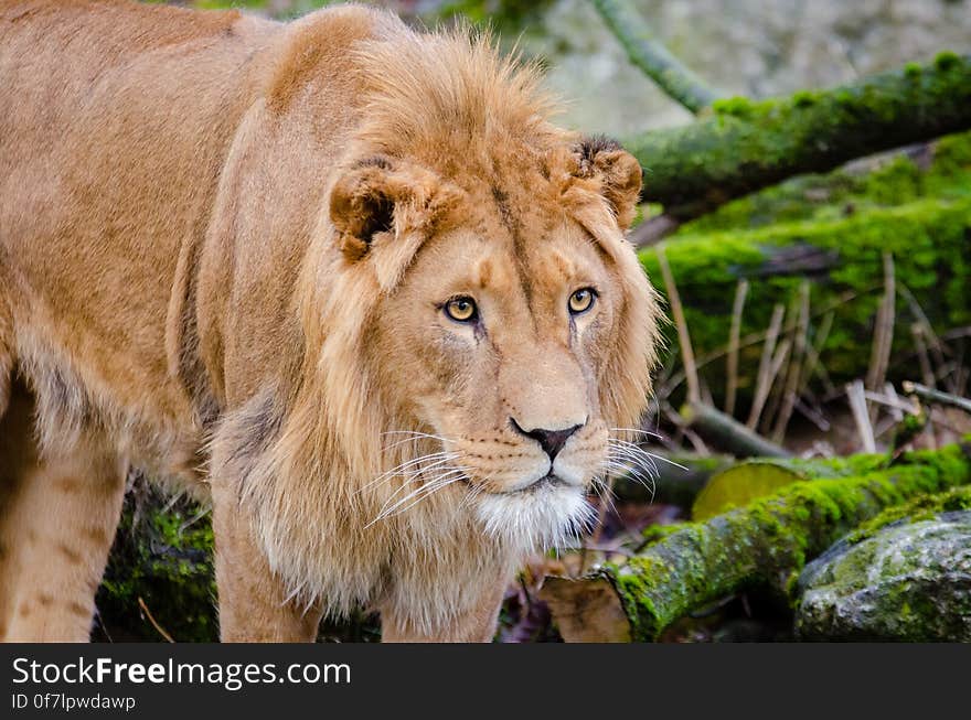 Young African Lion