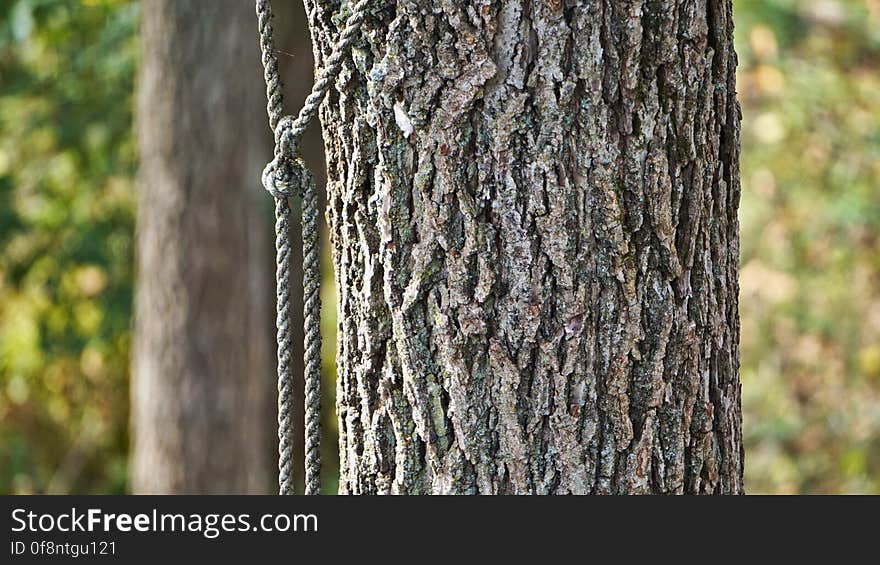 Roped Tree