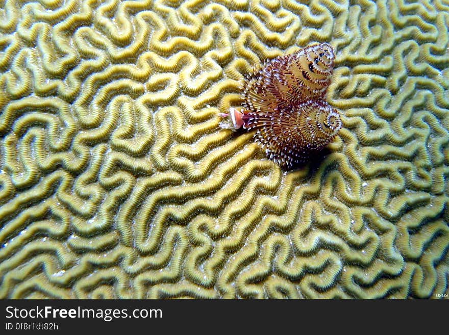 Christmas tree worms have made their home on a brain coral. Tropical coral reefs are complex ecosystems. Corals are actually animals that grow in colonies, forming reefs over time as old corals die and young corals grow upon the calcium carbonate or limestone skeletons of the old corals. Coral reefs make up some of the most biologically diverse habitats on Earth, and face many threats such as coastal pollution, dredging and disease. However, some of their most widespread threats involve warming ocean temperatures, solar radiation and increased ocean acidification. Further information on coral reef ecosystem studies can be found here: coastal.er.usgs.gov/crest/ coralreefs.wr.usgs.gov/ Location: Belize Date Taken: Jun 7, 2009 Photographer: Christina Kellogg, USGS. Christmas tree worms have made their home on a brain coral. Tropical coral reefs are complex ecosystems. Corals are actually animals that grow in colonies, forming reefs over time as old corals die and young corals grow upon the calcium carbonate or limestone skeletons of the old corals. Coral reefs make up some of the most biologically diverse habitats on Earth, and face many threats such as coastal pollution, dredging and disease. However, some of their most widespread threats involve warming ocean temperatures, solar radiation and increased ocean acidification. Further information on coral reef ecosystem studies can be found here: coastal.er.usgs.gov/crest/ coralreefs.wr.usgs.gov/ Location: Belize Date Taken: Jun 7, 2009 Photographer: Christina Kellogg, USGS