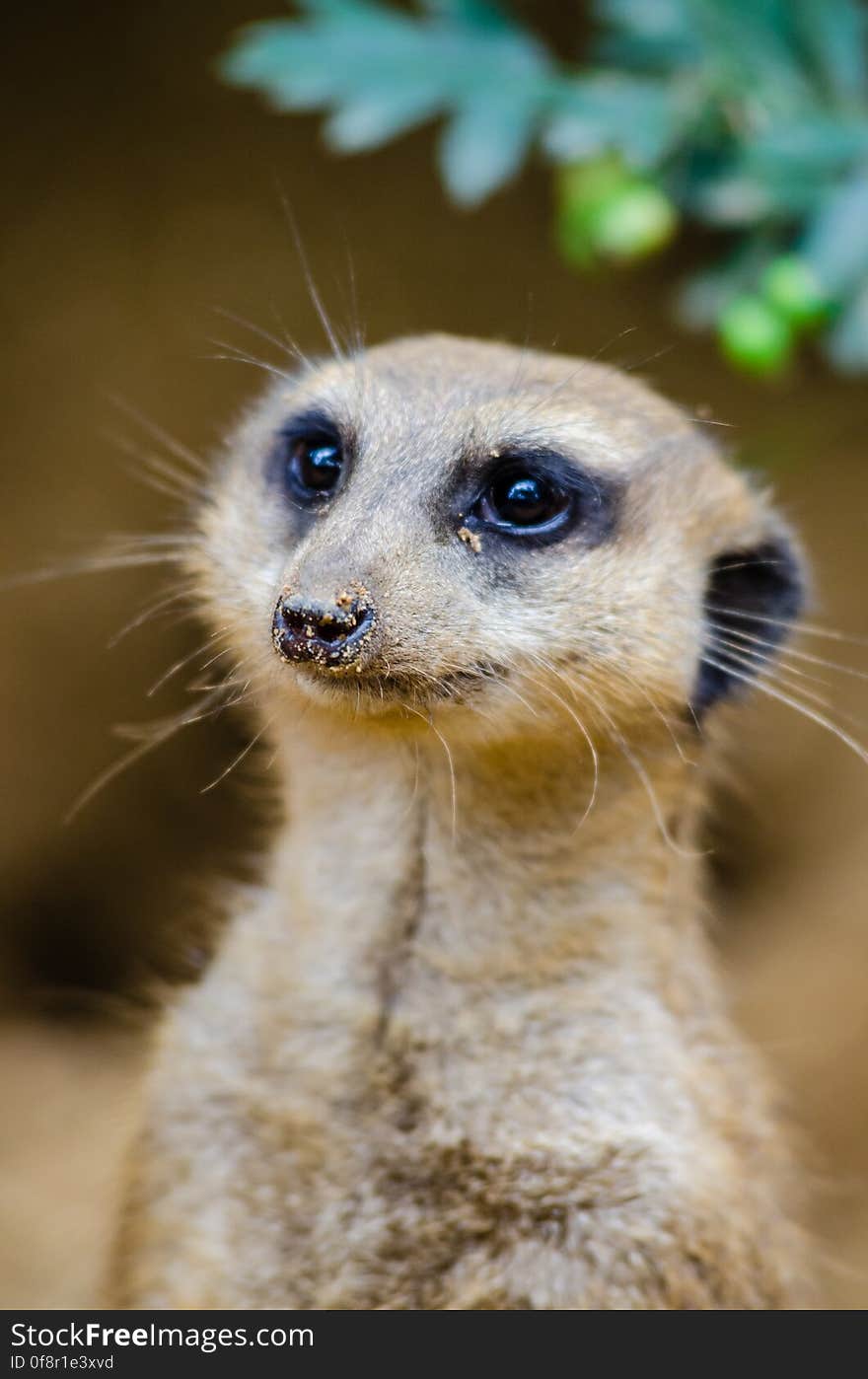 Meerkat portrait