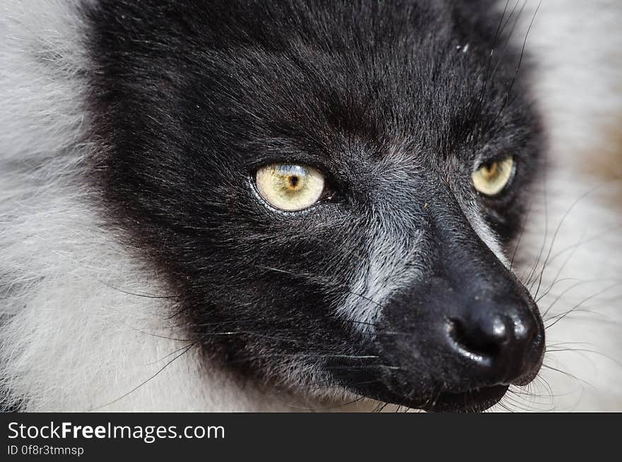 Black-and-white Ruffed Lemur