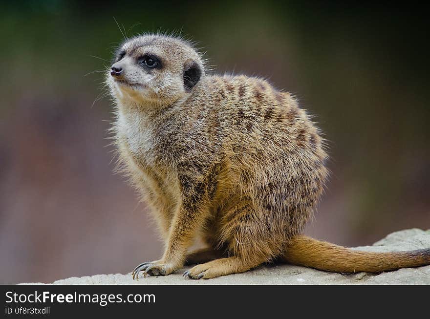 Meerkat