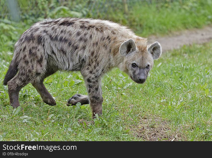 Gevlekte hyena &#x28;Spotted hyena&#x29; 001330