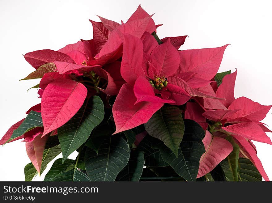 Poinsettia