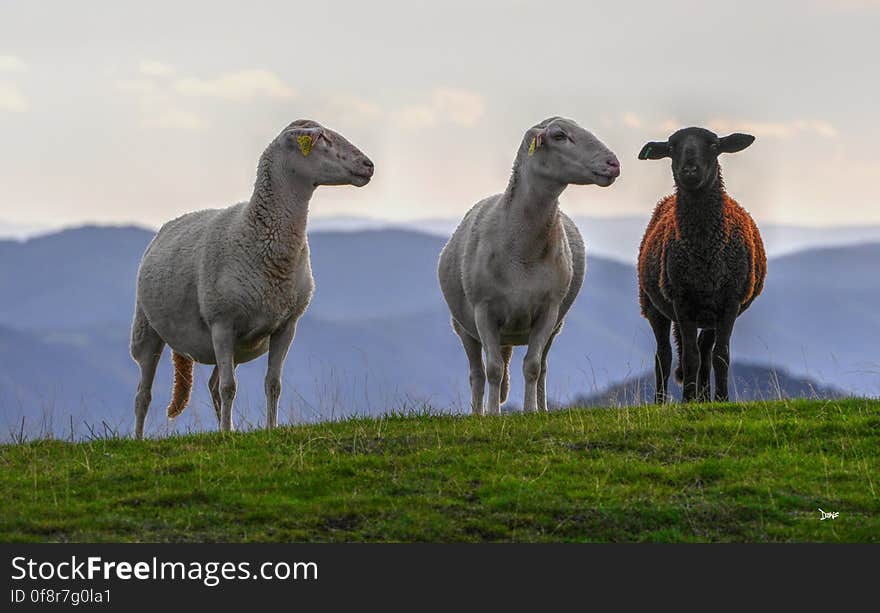 Sky, Cloud, Natural environment, Natural landscape, Terrestrial animal, Grass