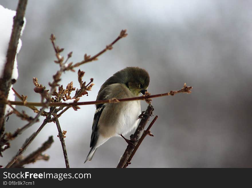 Young goldfinch on forsythia