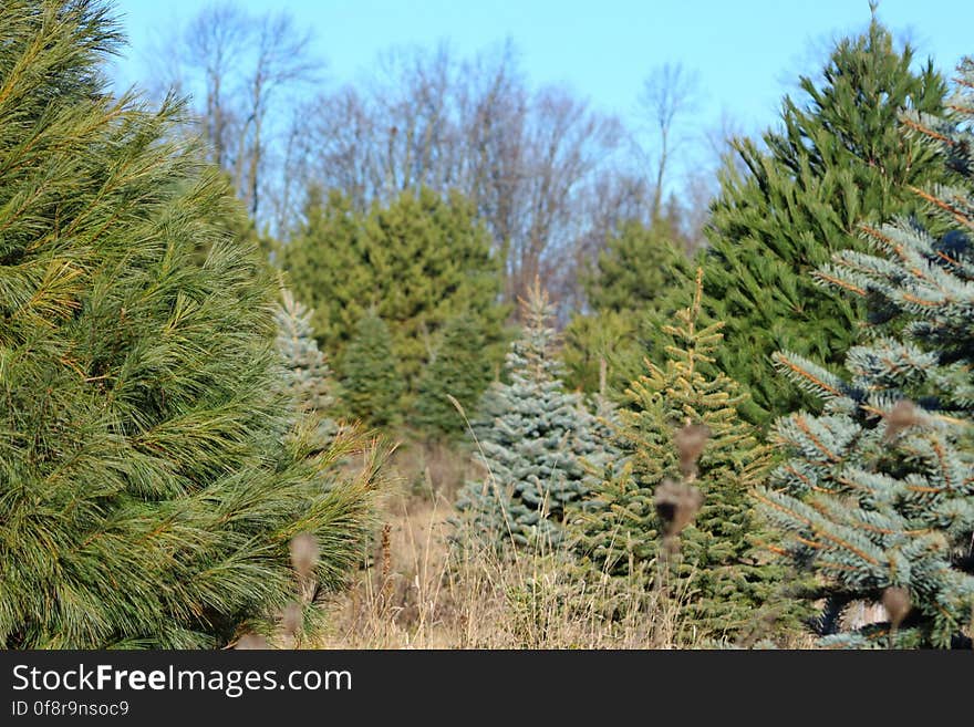 Christmas tree farm with spruce, pine, fir. Christmas tree farm with spruce, pine, fir