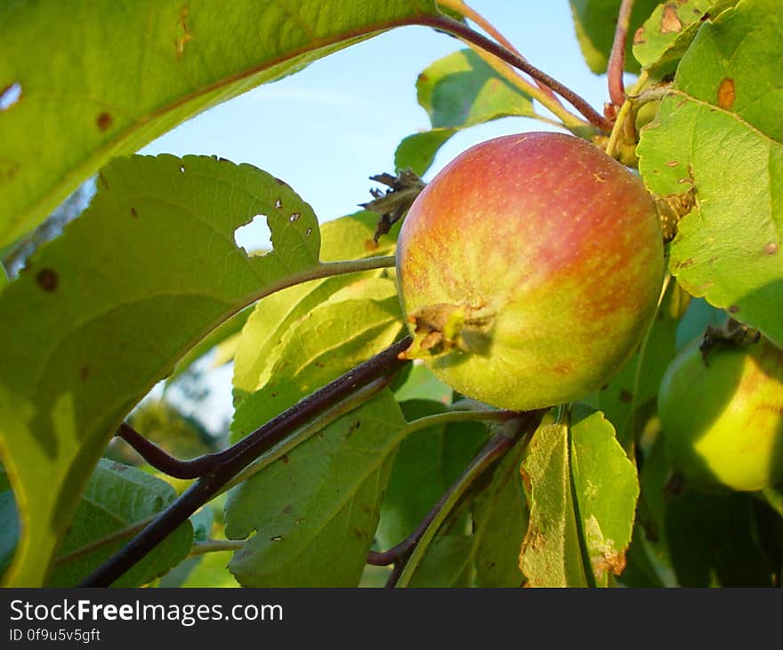 an apple a day