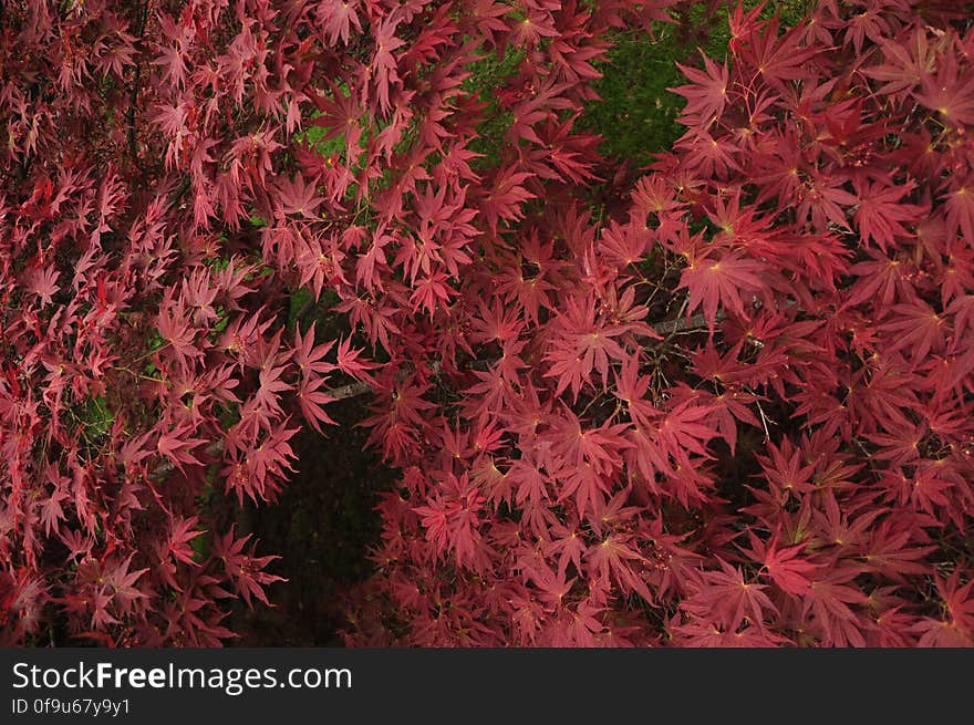 wall leaves