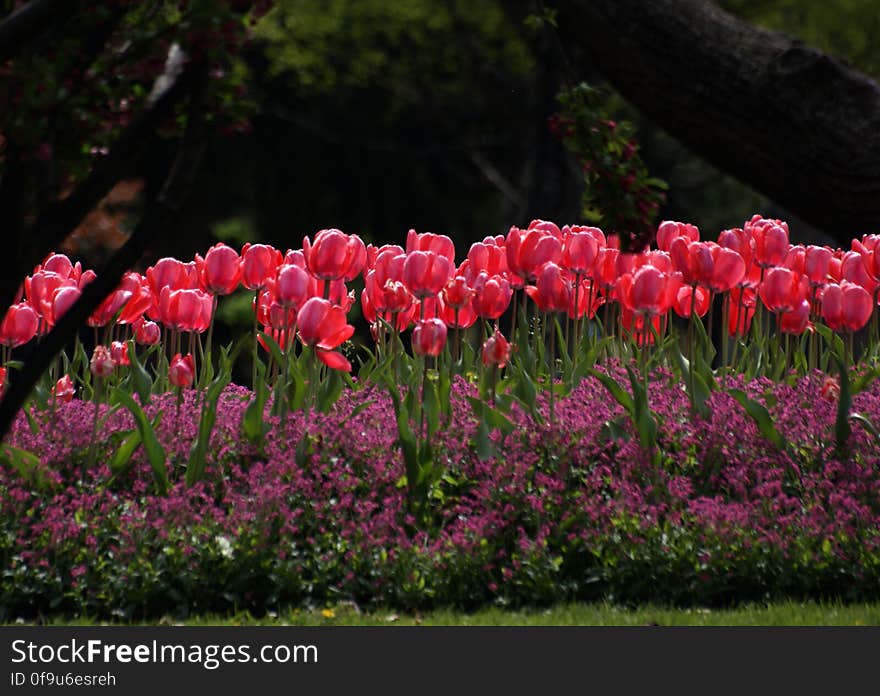 Bed of Tulips.