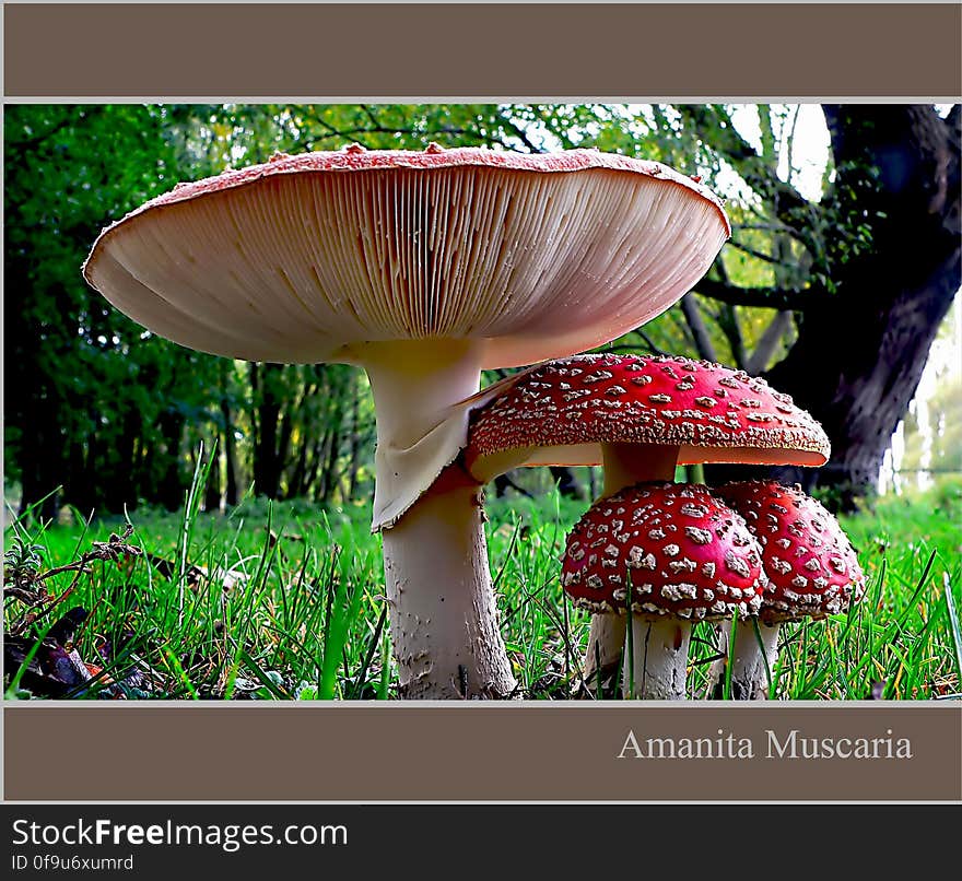 Amanita muscaria, commonly known as the fly agaric or fly amanita, is a poisonous and psychoactive basidiomycete fungus, one of many in the genus Amanita. Amanita muscaria, commonly known as the fly agaric or fly amanita, is a poisonous and psychoactive basidiomycete fungus, one of many in the genus Amanita.