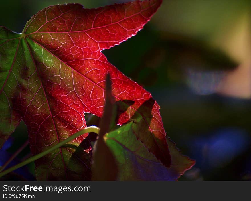 Autumn in New Zealand stretches from March through to April and May – a season of cooler yet settled weather that is marked with vibrant colour – red, gold, orange – and the fruits of the harvest. Autumn in New Zealand stretches from March through to April and May – a season of cooler yet settled weather that is marked with vibrant colour – red, gold, orange – and the fruits of the harvest.