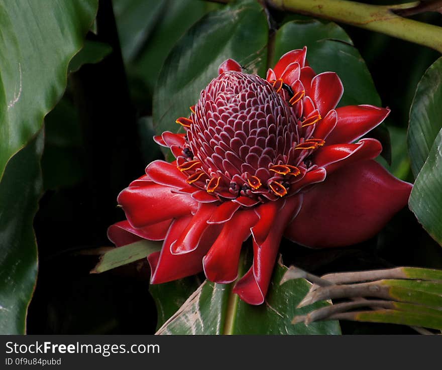 The showy pink flowers are used in decorative arrangements while the flower buds are an important ingredient in the Nonya dish laksa. In North Sumatra, the flower buds are used for a dish called arsik ikan mas &#x28;Andaliman/Szechuan pepper Spiced Carp&#x29;. The showy pink flowers are used in decorative arrangements while the flower buds are an important ingredient in the Nonya dish laksa. In North Sumatra, the flower buds are used for a dish called arsik ikan mas &#x28;Andaliman/Szechuan pepper Spiced Carp&#x29;