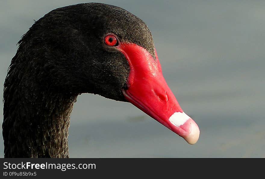 With its elegant long neck, the black swan &#x28;Cygnus atratus&#x29; is New Zealand’s largest wetland bird, around 1.2 metres long and weighing 5–6 kilograms. On the water, it appears all black with a bright red bill; however, in flight the bird shows wide white wing margins. It has a bugle-like call, and hisses to defend its nest. Native or introduced? About 100 black swans were brought to the South Island from Australia in the 1860s, and the species has traditionally been regarded as introduced. However, numbers have increased faster than expected, suggesting more birds arrived independently – in which case it should be considered a self-introduced native. With its elegant long neck, the black swan &#x28;Cygnus atratus&#x29; is New Zealand’s largest wetland bird, around 1.2 metres long and weighing 5–6 kilograms. On the water, it appears all black with a bright red bill; however, in flight the bird shows wide white wing margins. It has a bugle-like call, and hisses to defend its nest. Native or introduced? About 100 black swans were brought to the South Island from Australia in the 1860s, and the species has traditionally been regarded as introduced. However, numbers have increased faster than expected, suggesting more birds arrived independently – in which case it should be considered a self-introduced native.