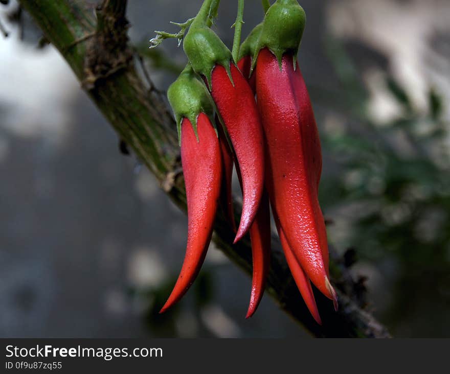 Clianthus, commonly known as Kakabeak &#x28;Kōwhai ngutukākā in Māori&#x29;, is a genus of flowering plants in the legume family Fabaceae, comprising two species of shrubs native to New Zealand. They have striking clusters of red flowers which resemble the beak of the Kākā, a New Zealand parrot. The plants are also known as parrot&#x27;s beak, parrot&#x27;s bill and lobster claw - all references to the distinctive flowers. There is also a variety with white to creamy coloured flowers. Clianthus, commonly known as Kakabeak &#x28;Kōwhai ngutukākā in Māori&#x29;, is a genus of flowering plants in the legume family Fabaceae, comprising two species of shrubs native to New Zealand. They have striking clusters of red flowers which resemble the beak of the Kākā, a New Zealand parrot. The plants are also known as parrot&#x27;s beak, parrot&#x27;s bill and lobster claw - all references to the distinctive flowers. There is also a variety with white to creamy coloured flowers.