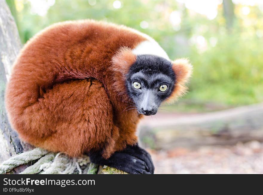 Red-ruffed Lemur