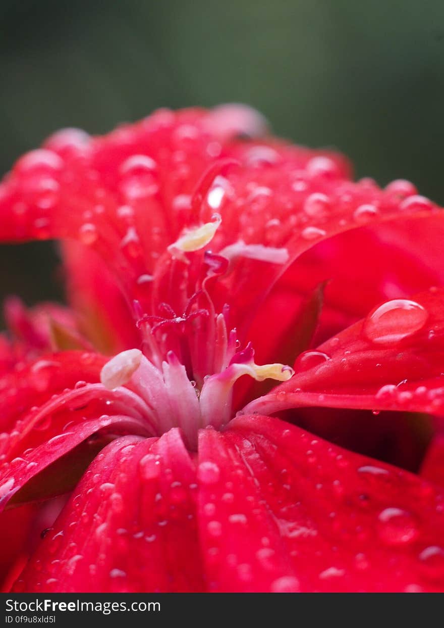 Geraniums &#x28;detail&#x29;