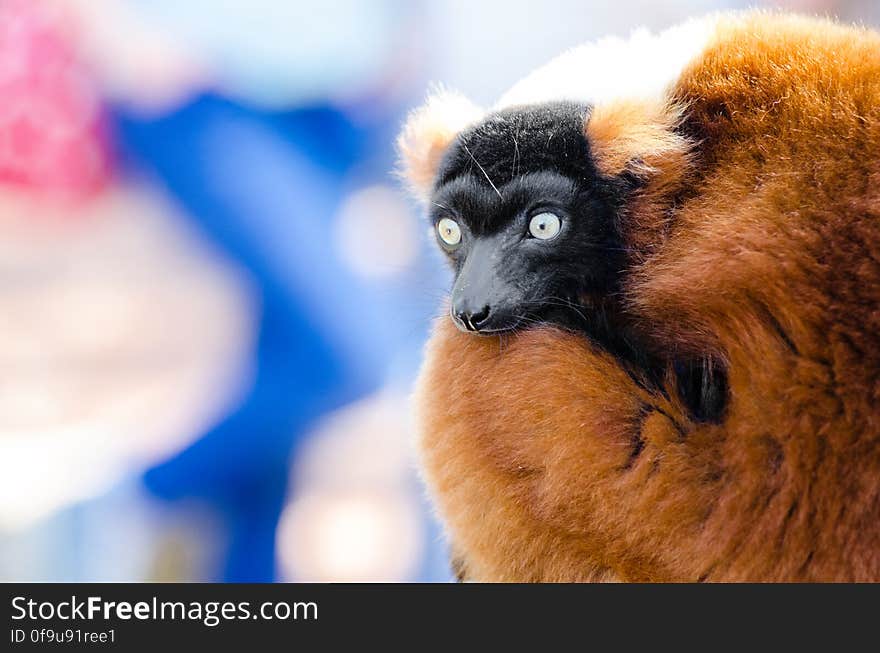 Red-ruffed Lemur