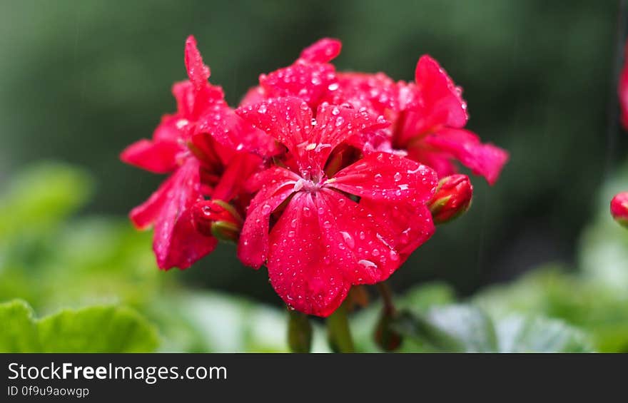 Geraniums