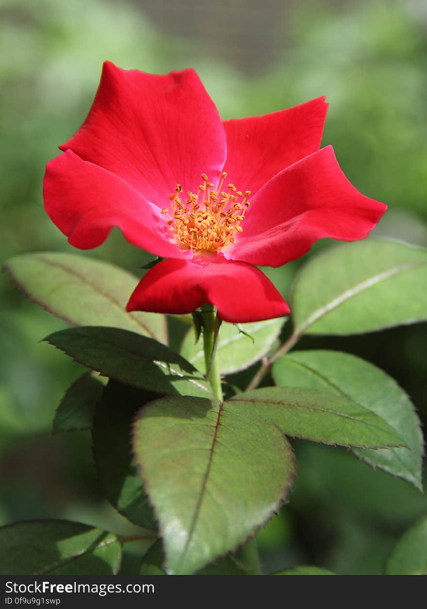 Red Knock Out Rose. Photo I dedicated to Public Domain, &#x22;CC0&#x22; :&#x29;. Red Knock Out Rose. Photo I dedicated to Public Domain, &#x22;CC0&#x22; :&#x29;