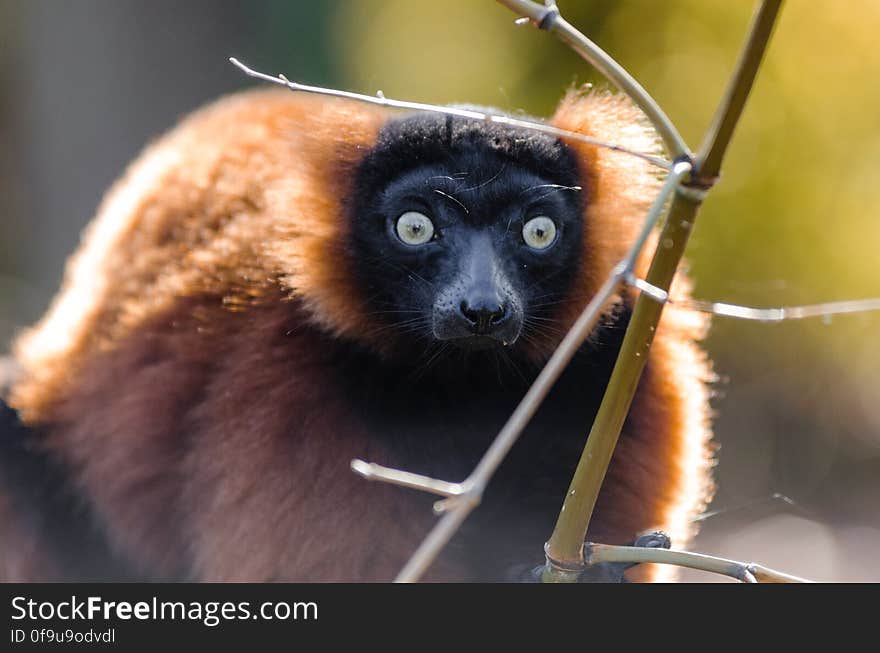 Red-ruffed Lemur