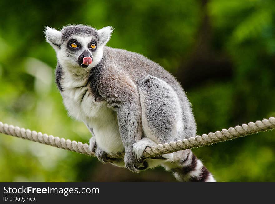 Ring-Tailed Lemur