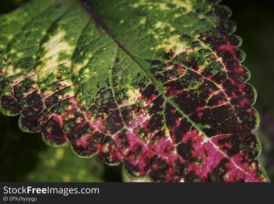 speckled leaf