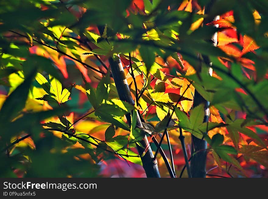 Suddenly, the June rain stopped. The sky opened and the sun shone brightly through the parted clouds revealing all the colours of summer &#x28;and a few other seasons mixed in for good measure&#x29; on the japanese maple. It is now time for July flowers!