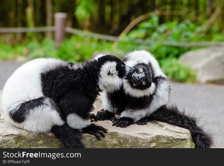 Black-and-white Ruffed Lemur