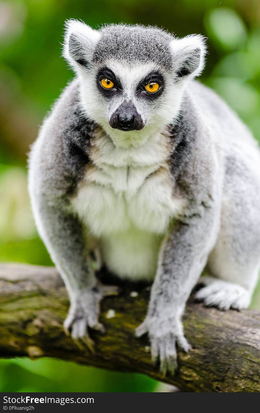 Ring-Tailed Lemur