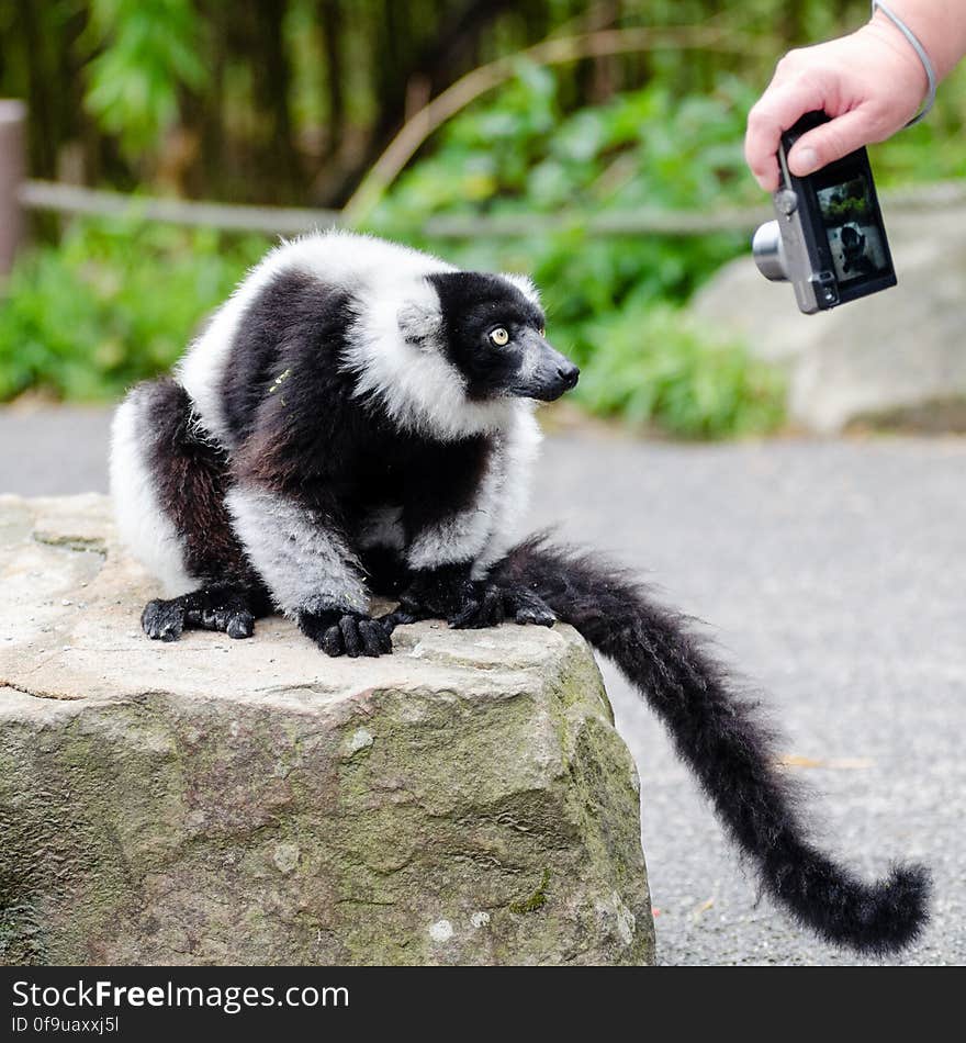 Black-and-white Ruffed Lemur