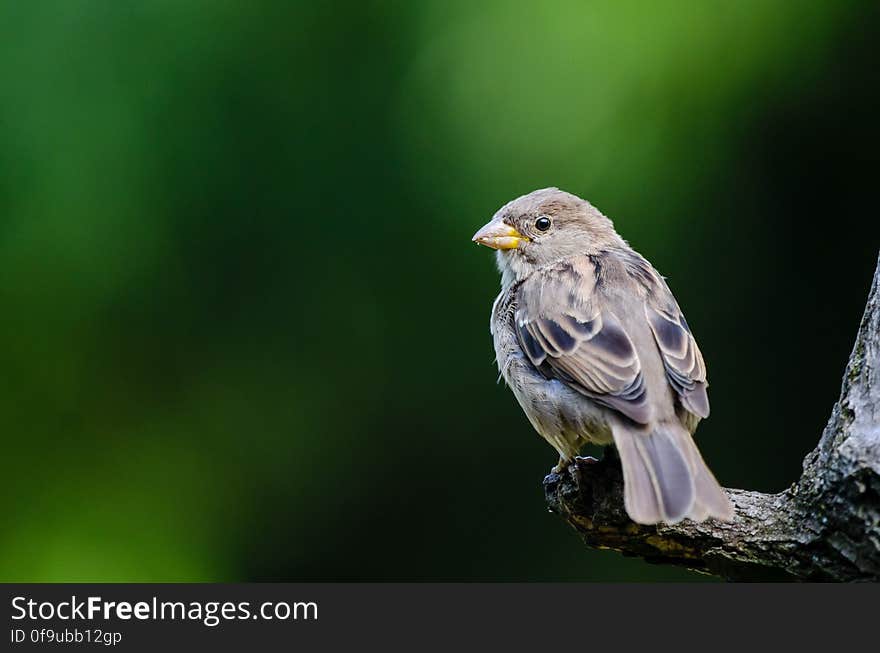 House Sparrow