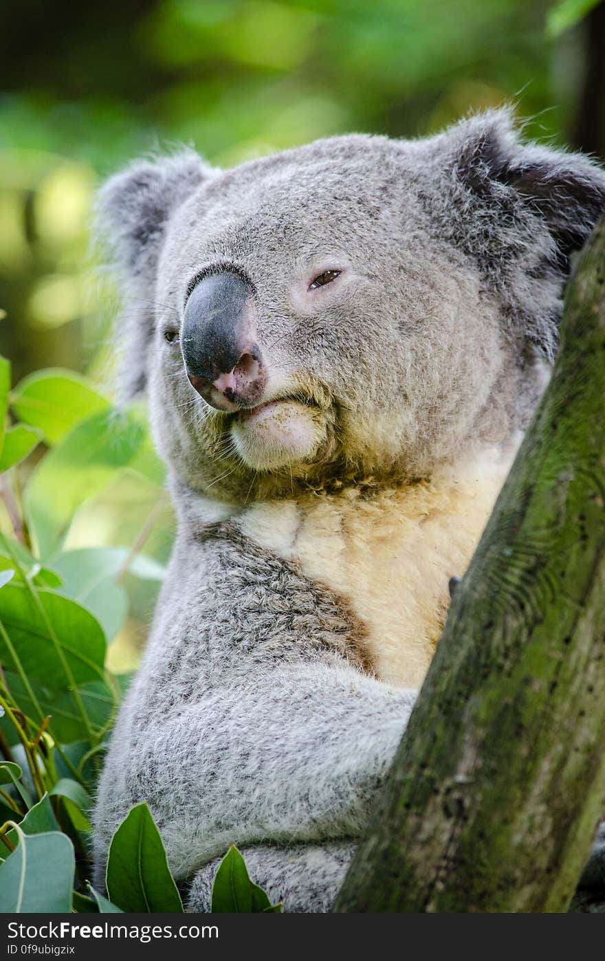 Koala