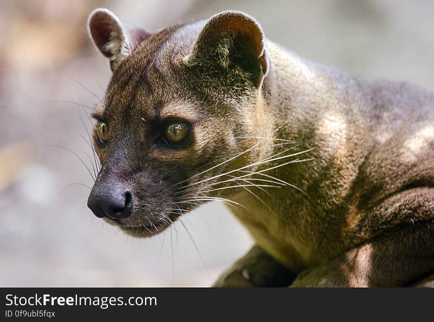 Fossa