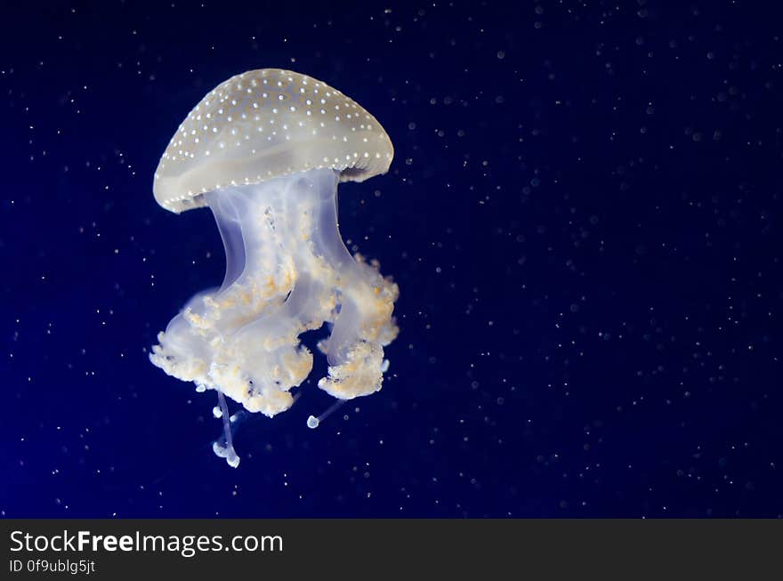 Phyllorhiza punctata &#x28;Jellyfish&#x29;