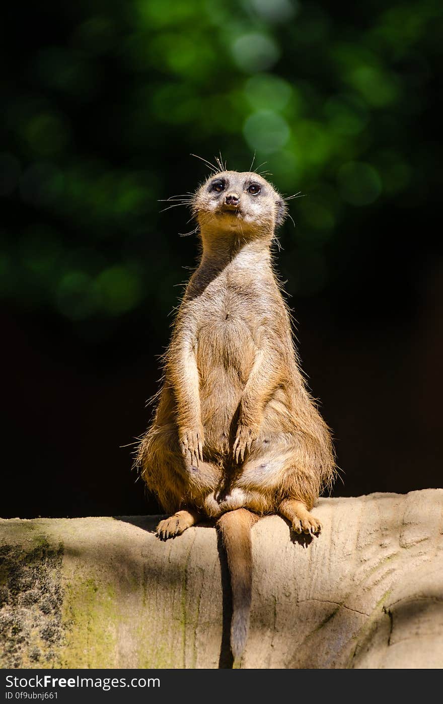 Meerkat