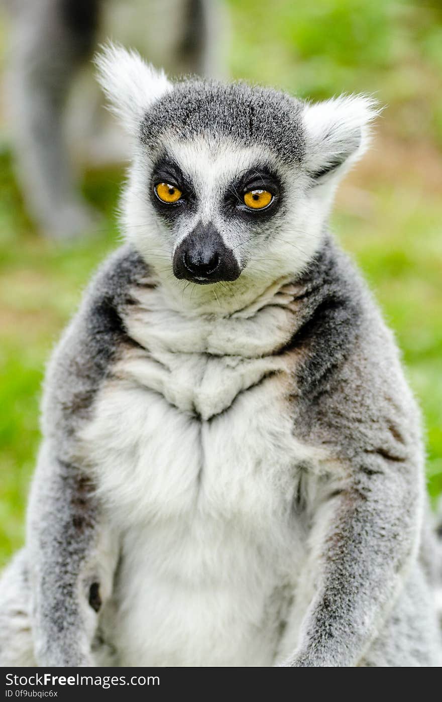 Ring-Tailed Lemur