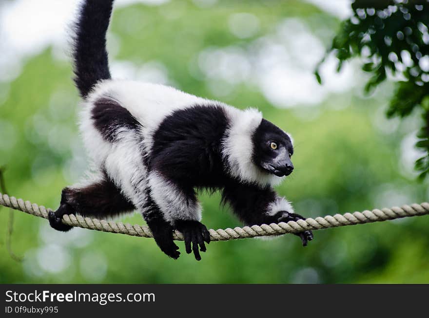 Black-and-white Ruffed Lemur