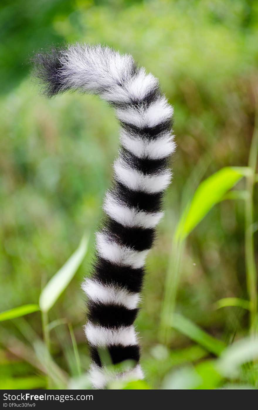 Ring-Tailed Lemur