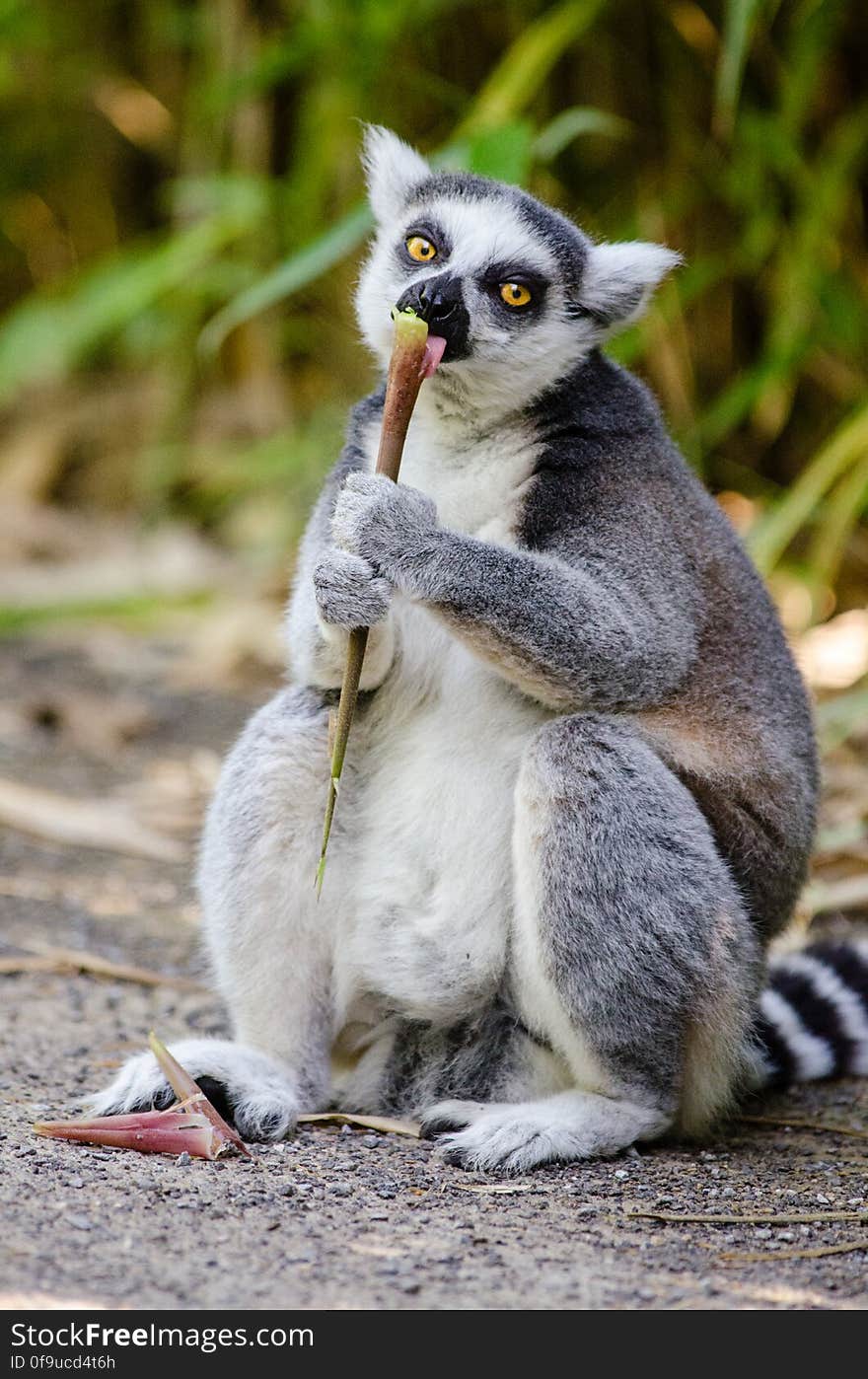 Ring-Tailed Lemur