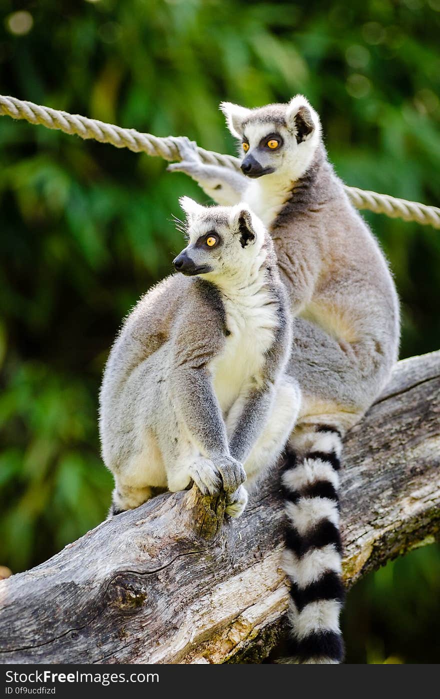 Ring-Tailed Lemurs